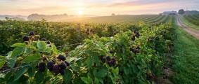 Profitable Harvests: The Ultimate Guide to Commercial Blackberry Farming