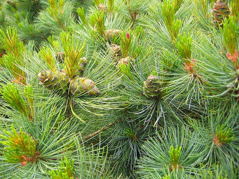 Business Opportunity in Pine Needles and the Production of Conifer Vitamin Powder