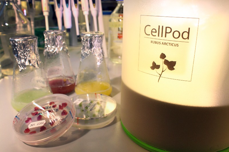 Growing Cell-Based Food from Berries