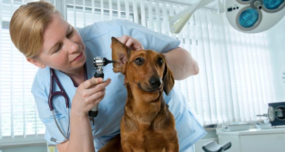 Opening of a Veterinary Clinic