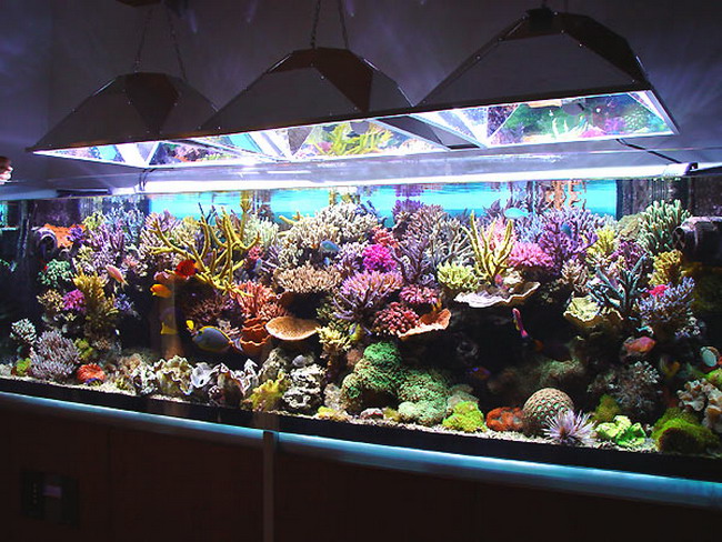 Business Idea: Making Aquariums